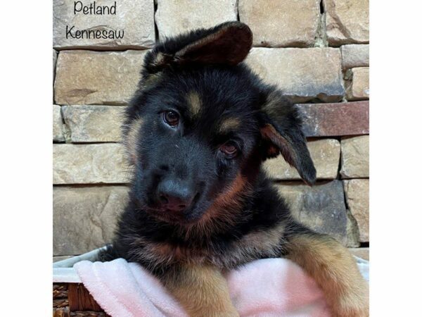 German Shepherd Dog-DOG-Female-Black / Tan-28001-Petland Kennesaw, Georgia