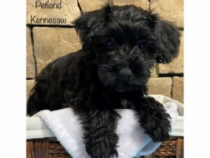 Yorkiepoo-DOG-Male-Black-27997-Petland Kennesaw, Georgia