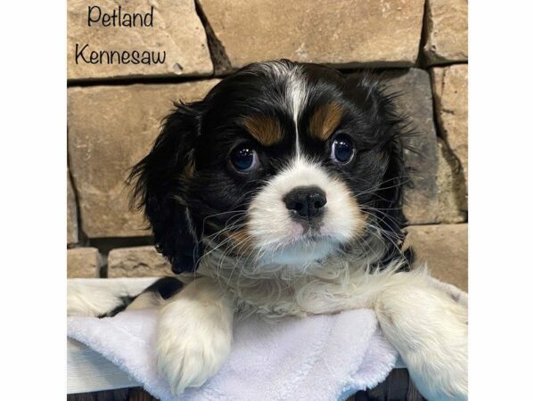 Cavalier King Charles Spaniel-DOG-Male-Tri-Colored-28013-Petland Kennesaw, Georgia