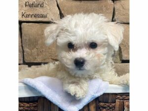 Bichon Frise-DOG-Male-White-28008-Petland Kennesaw, Georgia