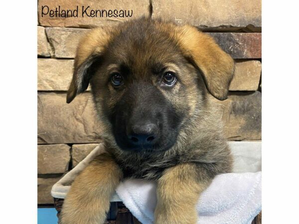 German Shepherd Dog-DOG-Male-Sable-28000-Petland Kennesaw, Georgia