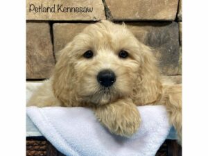 Miniature Goldendoodle-DOG-Male-Cream-28039-Petland Kennesaw, Georgia