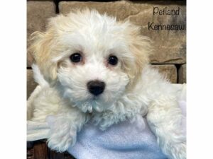 Bichon Frise-DOG-Male-White-28028-Petland Kennesaw, Georgia