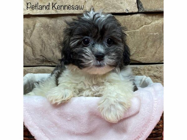 Teddy Bear DOG Female Silver / White 28043 Petland Kennesaw, Georgia