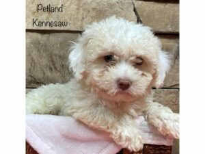 Cavachon-DOG-Female-Cream / White-28056-Petland Kennesaw, Georgia