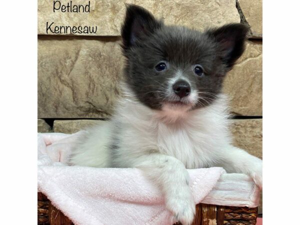 Pomeranian DOG Female Blue / White 28061 Petland Kennesaw, Georgia