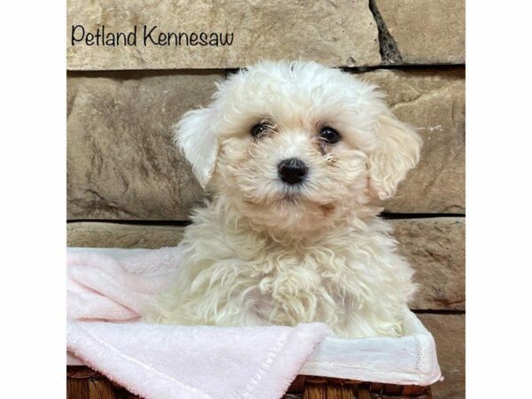 Cavachon DOG Female White 28051 Petland Kennesaw, Georgia