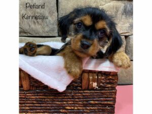 Yorkalier-DOG-Female-Black / Tan-28048-Petland Kennesaw, Georgia