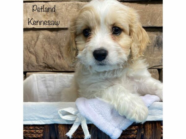 Cavachon DOG Male Brown / White 28050 Petland Kennesaw, Georgia