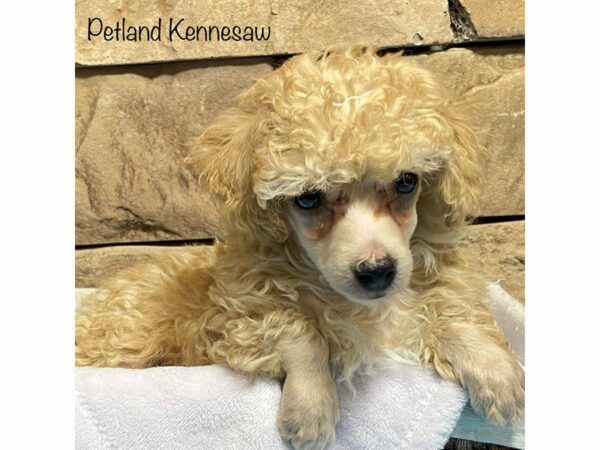 Miniature Poodle-DOG-Male-Apricot-28076-Petland Kennesaw, Georgia