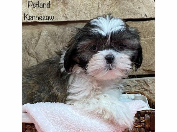 Shih Tzu DOG Female Brown / White 28093 Petland Kennesaw, Georgia