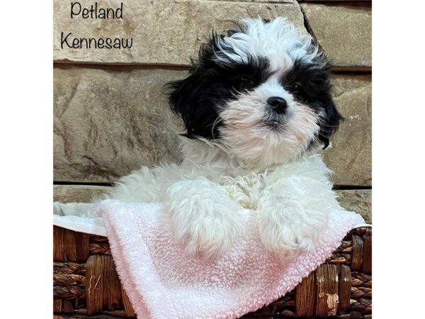 Teddy Bear DOG Female Black / White 28109 Petland Kennesaw, Georgia