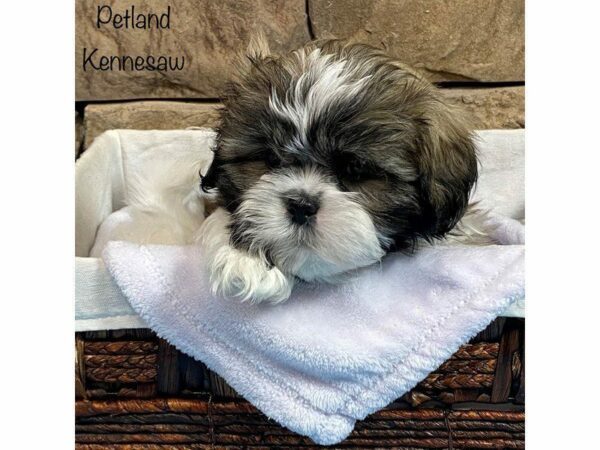 Shih Tzu DOG Male Brown / White 28094 Petland Kennesaw, Georgia