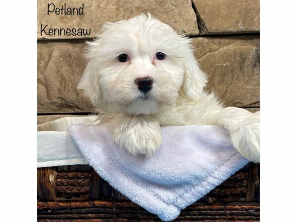 Cavachon DOG Male White 28114 Petland Kennesaw, Georgia