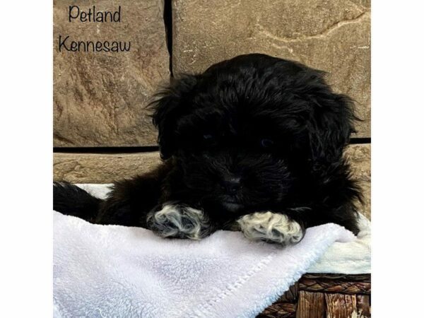 Teddy Bear-DOG-Male-White-28105-Petland Kennesaw, Georgia