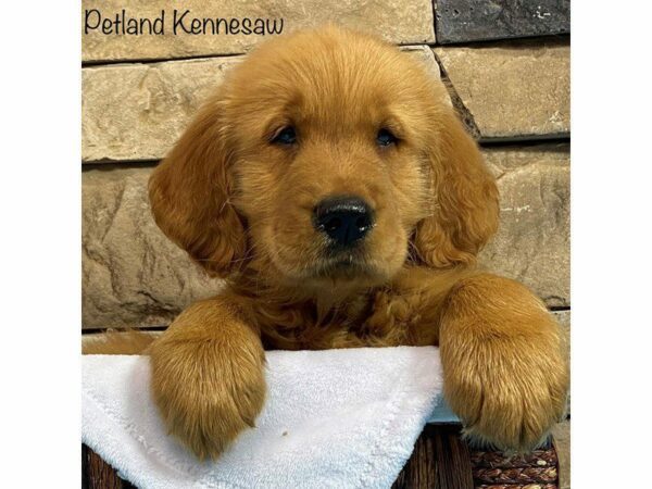 Golden Retriever-DOG-Male-Gold-28098-Petland Kennesaw, Georgia