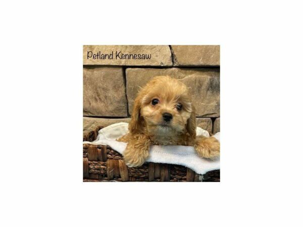 Cavachon-DOG-Male-Red-28118-Petland Kennesaw, Georgia