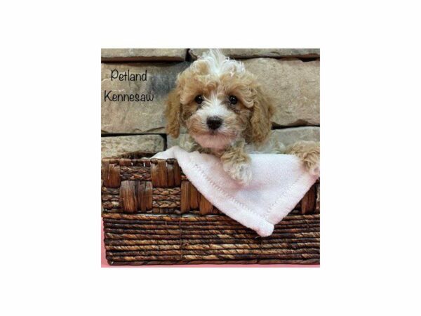 Miniature Poodle-DOG-Female-Red / White-28116-Petland Kennesaw, Georgia