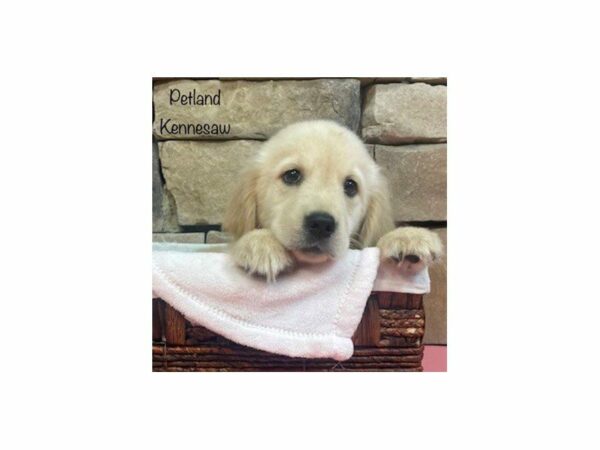 Golden Retriever-DOG-Female-Gold-28135-Petland Kennesaw, Georgia