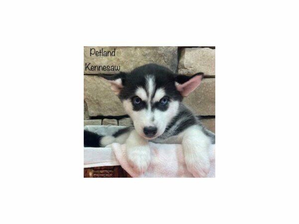 Siberian Husky-DOG-Female-Black / White-28123-Petland Kennesaw, Georgia