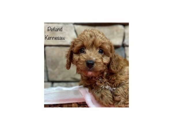 Cavapoo F2-DOG-Female-Red-28181-Petland Kennesaw, Georgia