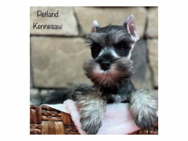 Miniature Schnauzer DOG Female Salt / Pepper 28172 Petland Kennesaw, Georgia