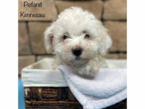 Bichon Frise-DOG-Male-White-28164-Petland Kennesaw, Georgia