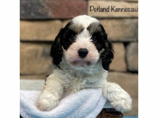 Cavapoo DOG Male Tri-Colored 28170 Petland Kennesaw, Georgia