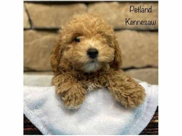 Bichonpoo-DOG-Male-Apricot-28186-Petland Kennesaw, Georgia