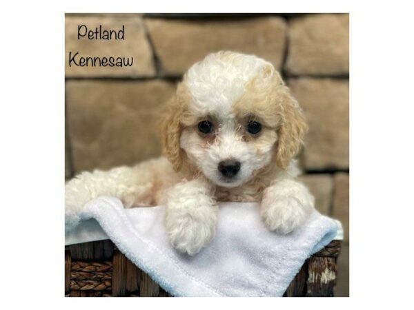 Bichonpoo DOG Male Cream / White 28160 Petland Kennesaw, Georgia