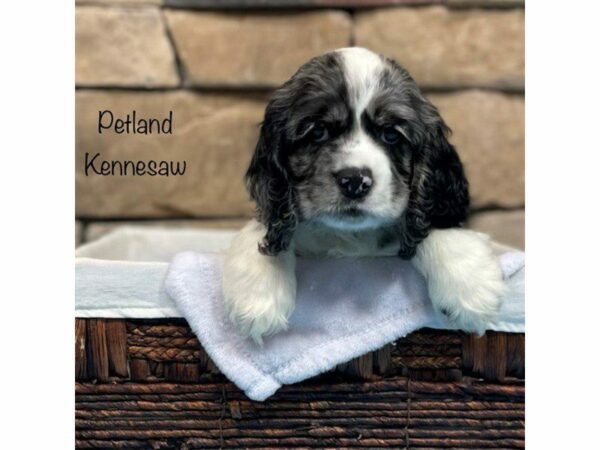 Cocker Spaniel-DOG-Male-Blue Merle / White-28174-Petland Kennesaw, Georgia