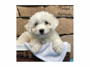 Bichon Frise-DOG-Male-White-28165-Petland Kennesaw, Georgia