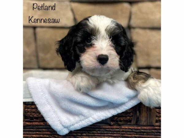 Cavapoo-DOG-Male-Tri-Colored-28177-Petland Kennesaw, Georgia