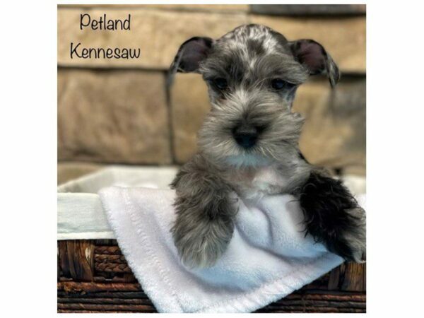 Miniature Schnauzer DOG Male Blue Merle 28168 Petland Kennesaw, Georgia