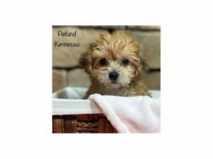 Yorkiepoo-DOG-Female-Golden-28201-Petland Kennesaw, Georgia