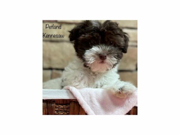 Havanese DOG Female Chocolate 28192 Petland Kennesaw, Georgia