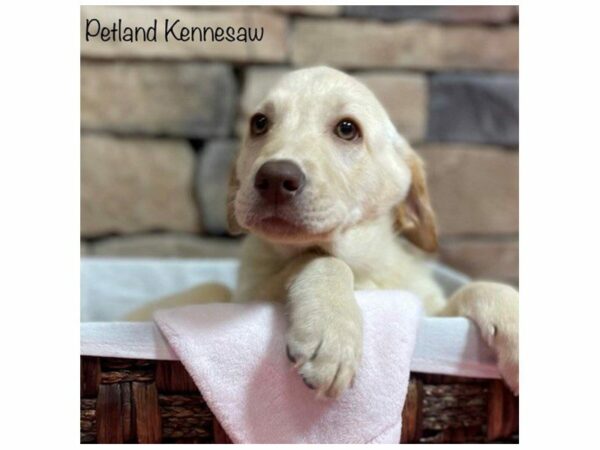 Labrador Retriever-DOG-Female-Yellow-28196-Petland Kennesaw, Georgia