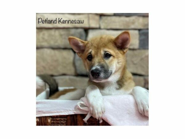 Shiba Inu-DOG-Female-Red-28200-Petland Kennesaw, Georgia