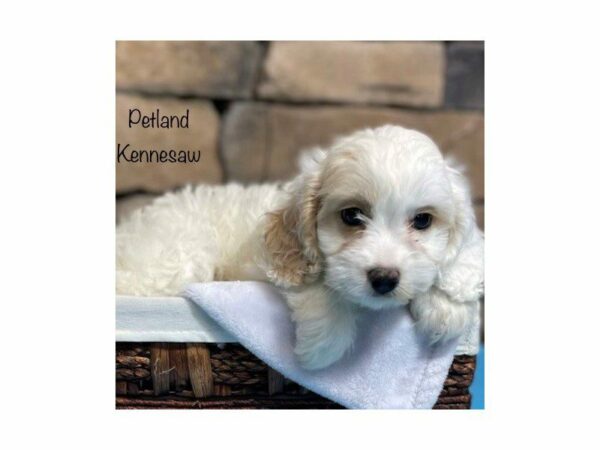 Cavapoo-DOG-Male-Cream-28211-Petland Kennesaw, Georgia