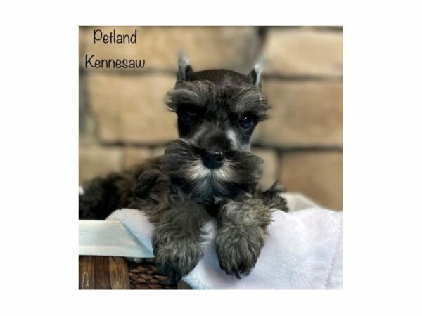 Miniature Schnauzer-DOG-Male-Salt / Pepper-28205-Petland Kennesaw, Georgia