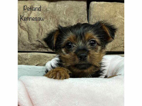 Yorkshire Terrier DOG Female Black / Tan 28227 Petland Kennesaw, Georgia