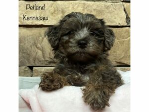 Yorkiepoo-DOG-Female-Chocolate Merle-28224-Petland Kennesaw, Georgia