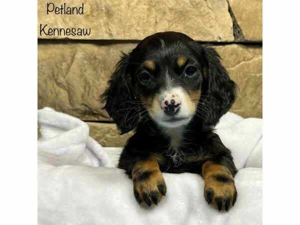 Dachshund DOG Male Black / Tan 28240 Petland Kennesaw, Georgia