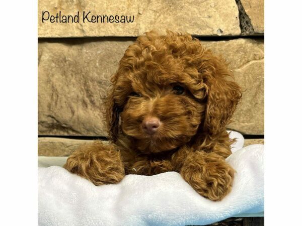 Miniature Poodle-DOG-Male-Red-28232-Petland Kennesaw, Georgia