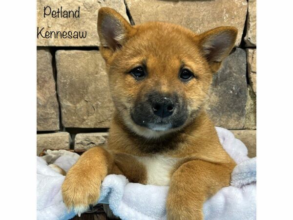 Shiba Inu DOG Male Red 28242 Petland Kennesaw, Georgia