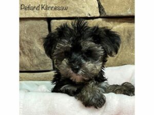 Yorkiepoo-DOG-Female-Black / Tan-28223-Petland Kennesaw, Georgia