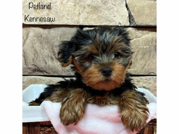 Yorkshire Terrier-DOG-Female-Black / Tan-28266-Petland Kennesaw, Georgia