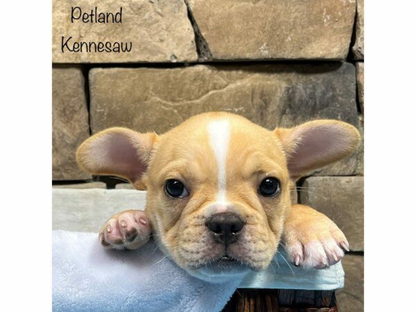 French Bulldog-DOG-Male-Cream-28258-Petland Kennesaw, Georgia