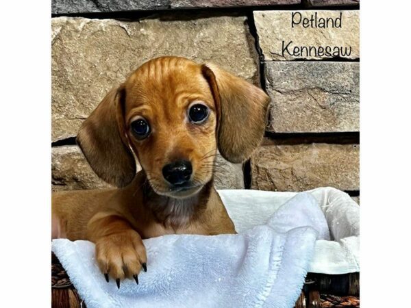 Dachshund-DOG-Male-Brown-28299-Petland Kennesaw, Georgia