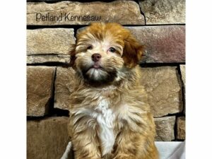 Havanese-DOG-Male-Red Sable-28300-Petland Kennesaw, Georgia